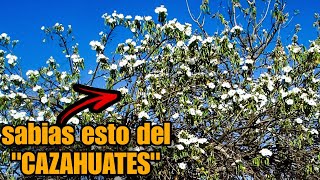 quotCAZAHUATESquot O CACAHUATES plantas [upl. by Bigford]