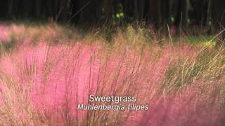 Sweetgrass Muhlenbergia filipes [upl. by Gerge515]