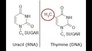 Why thymine is present in DNA instead of Uracil [upl. by Aksel616]