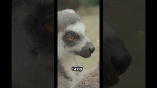 Meet the AyeAye one of Madagascars most unique lemurs [upl. by Ediva1]