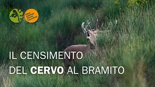 Il CENSIMENTO del CERVO al BRAMITO nel PARCO  Unindagine che va oltre il dato scientifico [upl. by Tom]