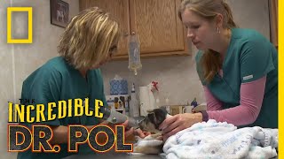 Whats Moo with Ewe Full Episode  The Incredible Dr Pol [upl. by Aistek]