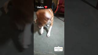 Dil jigar hu maii sabkaaaa🥰gabru cutedogs trending youtubeshorts shorts anandipareek [upl. by Reniti927]