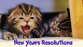 New Years Resolutions of my Funny Cats and Cute Kittens [upl. by Oicatsana]