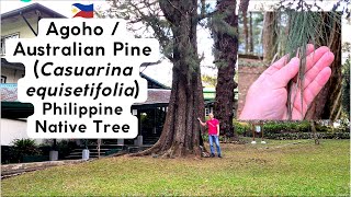 Agoho  Not a pine  Philippine Native Tree in Baguio City [upl. by Marba110]