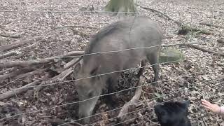 Patterdale terrier meets Hog BSL Estacado fell terriers [upl. by Auoh323]