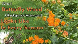 What Butterfly Weed Asclepias tuberosa Looks Like in Each Season [upl. by Yelsek609]