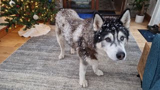 Old Husky Is Covered In Snow When We Wake Up To An Unexpected Snow Day [upl. by Delcina]