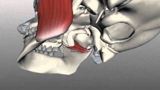 Muscles of Mastication  Anatomy Tutorial [upl. by Ahsinyar666]