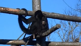 Zoo des Sables dOlonne  Naissance dun atèle noir de Colombie Décembre 2015 [upl. by Midas]