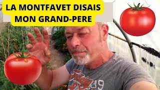 La tomate Montfavet une des favorites de mon grandpère [upl. by Laspisa289]