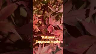 Autumn color on Acer palmatum ‘Katsura’ Japanese maple autumncolors japanesemaple mapleleaves [upl. by Nywra]