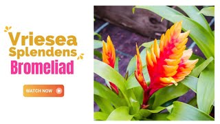 Vriesea Splendens Bromeliad  Flaming Sword Bromeliad  TinyLeaf [upl. by Galateah]