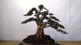 Bonsai Serissa Foetida Micro 21589 [upl. by Hsirk]