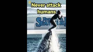 Mindblowing facts about orcas whale 🤯😮facts shorts [upl. by Aisats]