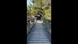 Step Back in Time at the Tindall Pioneer Homestead [upl. by Anayet]