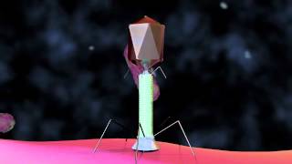 Bacteriophage T4 Virus  3D Animation [upl. by Radke551]