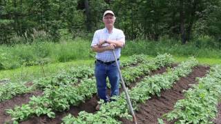 How to mound potatoes [upl. by Sabino]