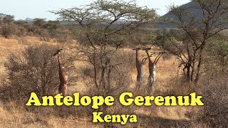 Antelope Gerenuk The Giraffe Gazelle Kenya [upl. by Anamor525]