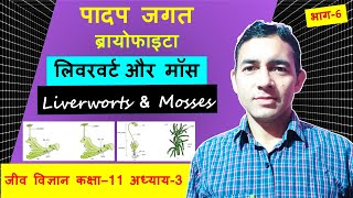 लिवरवर्ट और मॉस  Liverworts amp Mosses Liverworts amp Mosses class 11 Liverworts amp Mosses difference [upl. by Trix446]