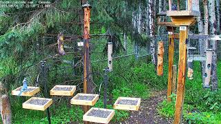 20240904  Foothills Birds  PTZ Live Stream Bird Feeder Cam 65 Species [upl. by Aseretairam]