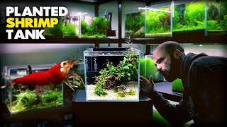 Aquascape Tutorial SHRIMP CUBE AQUARIUM How To Step by Step Planted Tank Guide [upl. by Ader286]