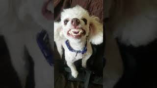 Toy poodle barking [upl. by Eronel452]