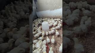 comment réussir le chauffage des poussins dun jour chicken business entreprendreourienfarming [upl. by Evania470]