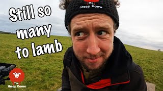 SHEEP FARMER GETS A BIT LOOPY AT LAMBING TIME  Day 13 of Lambing 2022 [upl. by Bloom]