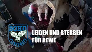 Schlachthof Bochum  Leiden und Sterben für REWE  SOKO Tierschutz eV [upl. by Akeber984]