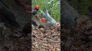 Bucking with Piped Husqvarna 372xp 🔥 lumberjack chainsaw chainsaws asmr wood husqvarna [upl. by Weissmann150]