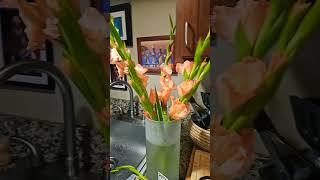 GladiolusStretching Your Money flowers home [upl. by Godfree]