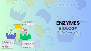 EnzymesIGCSE BIOLOGY Proper explanation [upl. by Pippo]