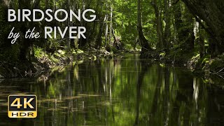 Birdsong by the River  Birds Chirping in the Forest  Flowing Water Sounds for Sleep amp Relaxation [upl. by Atteuqehs]