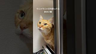 飼い主に不満を訴える猫 cat 癒される funny 猫のいる暮らし cute catmeow 猫 [upl. by Armbrecht601]