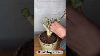 Jade tree grafting l grafting shorts [upl. by Gnuj575]