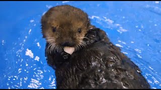 What Do Sea Otter Pups Eat [upl. by Sudnac]