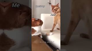 Cute cats shortvideo funnyvideo [upl. by Ada843]