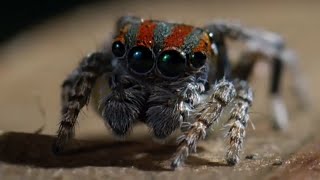 Best Spider Moments  Top 5  BBC Earth [upl. by Asirram987]