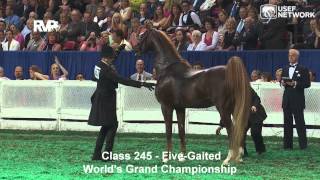 CH Callaways Annabel Allison Wins the 5Gaited Grand Championship at WCHS [upl. by Llerrod158]