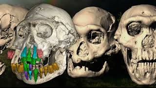 3D reconstruction of the fossil skull of the early Homo from the Dmanisi site done at the ESRF [upl. by Yruj]