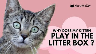 Why does My Kitten Play in the Litter Box [upl. by Aerdnaxela]