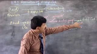 13 Formation of Acetyl CoA by Khemchand [upl. by Dennie683]