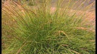 How To Choose Ornamental Grasses For The Garden [upl. by Garges716]