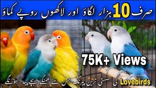 Cheapest Lovebirds mutations Produce expensive Lovebirds  Lovebirds Mutations Karachi [upl. by Christina]