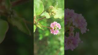 🌻²⁰☆•²⁶ Punarnava Red Spiderling Boerhavia diffusa in Four Oclock Family Nyctaginaceae [upl. by Airrej]