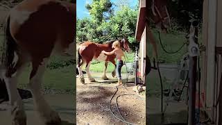 How to wash a horses Hot day at a horse farmhorse farming cow [upl. by Savannah979]