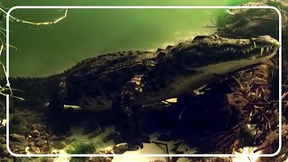 Cameras Follow Nile Crocodiles Underwater [upl. by Starlene909]