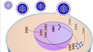 The Viral Life Cycle [upl. by Sigvard]