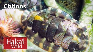 Under the Dock Chitons  Hakai Wild [upl. by Artenak163]